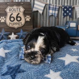 Hermes - Black gold and white male Shihpoo puppy in Delphos, Ohio from Route 66 Puppies
