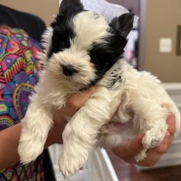 Parti Boy - Parti male Yorkshire Terrier puppy in Virginia from Yorkies of Boston