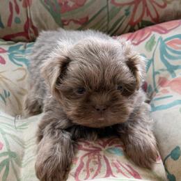 Purple boy - Lilac male Shih Tzu puppy in Berkeley Springs, West Virginia from Sandridge Shih Tzus