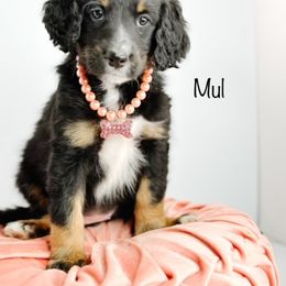 Bernedoodle, Goldendoodle, Golden Retriever, and Poodle Puppies from Camp Doodle Woods