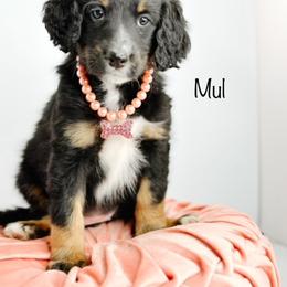 Bernedoodle, Goldendoodle, Golden Retriever, and Poodle Puppies from Camp Doodle Woods