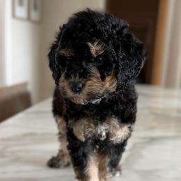 Female No. 4 Phantom Abstract - Phantom female Bernedoodle puppy in Modesto, California from Central Valley Canine Companions