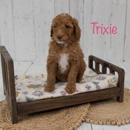 Trixie - Red  female Poodle puppy in Williamsburg, Ohio from Iaroli’s  Small Standard Poodles