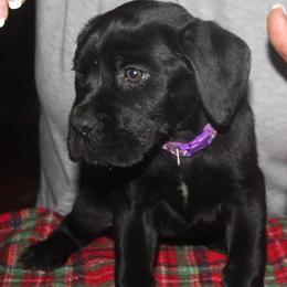 1500 Purple Collar - Black female Cane Corso puppy in Troy, Tennessee from Storm Front Cane Corso