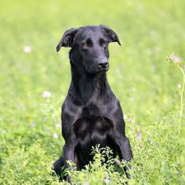 Rita - Labrador Retriever