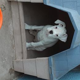 Boxer Puppies from Mircoa Boxers