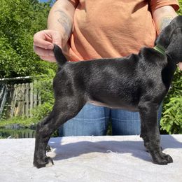 Mountain Cur Puppies from Walnut Ridge Mountain Curs