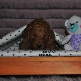 Poodle Puppies from Noblelee Kennel