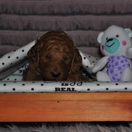 Poodle Puppies from Noblelee Kennel