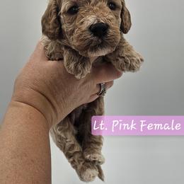 Pink Female - Apricot female Goldendoodle puppy in Mocksville, North Carolina from Hunting Creek Farm & Kennel