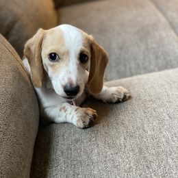 Dachshund Puppies from HP Dachs