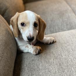 Dachshund Puppies from HP Dachs
