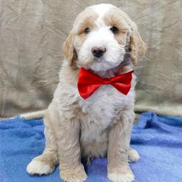 Bernedoodle and Goldendoodle Puppies from Doodles are Amazing