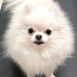 Magic - Pomeranian