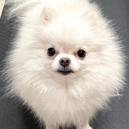 Magic - Pomeranian