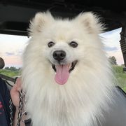 Dexter - American Eskimo Dog