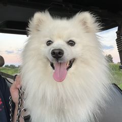 Dexter - American Eskimo Dog