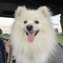 Dexter - American Eskimo Dog