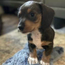 Lady Slipper- blue and tan wire hair - Blue and tan female Dachshund puppy in Bruceton, Tennessee from Dachshund Dreams (miniature)