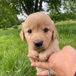 Black Girl - Golden female Golden Retriever puppy in Louisville, Illinois from Hearth & Homestead
