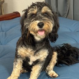 Chloe - Bernedoodle
