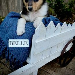 Collie Puppies from Lonestar Country Collies