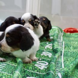 Dachshund Puppies from The Well Tempered Dachshund