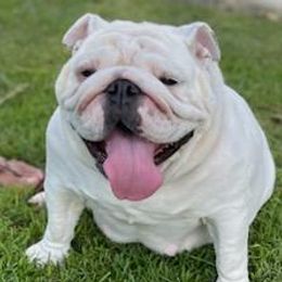 Bulldogs from Semper Fi Bulldogs