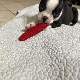 Boston Terrier Puppies from Candi's Boston Terriers