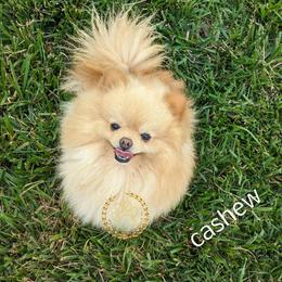 Cashew - Pomeranian