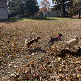 Boxer Puppies from Winchester Boxers