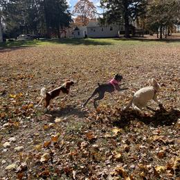 Boxer Puppies from Winchester Boxers