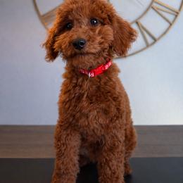 Florence - Red  female Poodle puppy in South Jordan, Utah from Wasatch Pup
