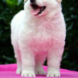 Berger Blanc Suisse and German Shepherd Puppies from Scenic Creek German Shepherds and White Swiss Shepherds