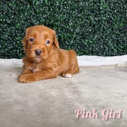Pink girl - Red  female Goldendoodle puppy in Modesto, California from Two Doods Doodles