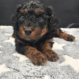 Colorado - Phantom male Poodle puppy in Covington, Virginia from A  Gift from above kennel,  LLC