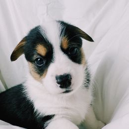 American Corgis and Pembroke Welsh Corgis from San Diego Corgi Haven