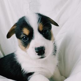 American Corgis and Pembroke Welsh Corgis from San Diego Corgi Haven
