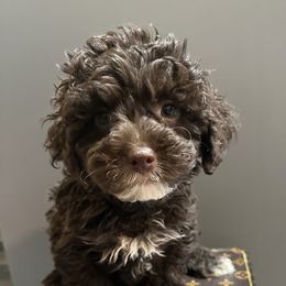 Bentley - Chocolate male Yorkipoo puppy in from Pink Poodles and Doodles