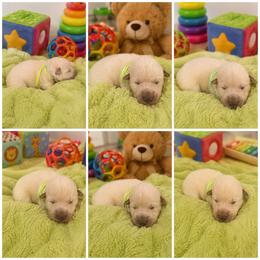 Harriet - White female German Shepherd puppy in Yuba City, California from Barton’s German Shepherds