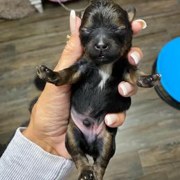 Brownie - Black gold and white male Shihpoo puppy in Millsap, Texas from Gaston’s Posh Poodles and Doodles