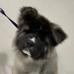 Bubbles - Silver, black overlay Akita puppy in Reno, Nv Or Redding, Ca., Nevada from Kicho Na Akitas