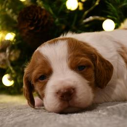 Koda - Orange and white male Brittany puppy in Hollidaysburg, Pennsylvania from Royal Flush Farms
