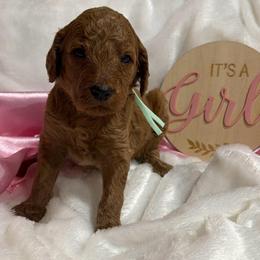 Mint girl - Red  female Poodle puppy in Bowling Green, Kentucky from Ritzy Red Poodles