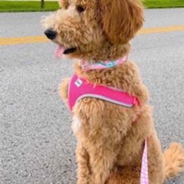 Goldendoodle and Labradoodle Puppies from Blessing Labradoodles, Goldendoodles, standard and mini’s