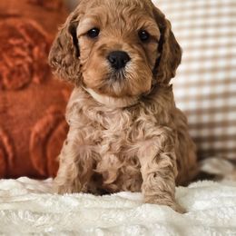 Cherry - Red female Cockapoo puppy in Connersville, Indiana from Dessie's Doodles