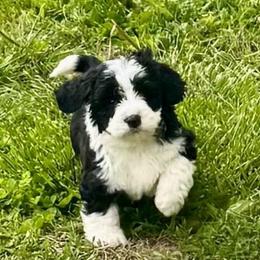 Boy 5 - Black and white male Bernedoodle puppy in Russiaville, Indiana from Pleasant Creek Minibernedoodles