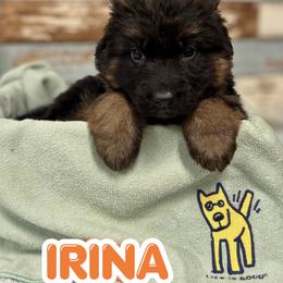 Irina - Black and red female German Shepherd puppy in Canton, Texas from WILDWOOD GERMAN SHEPHERDS