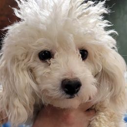 Snow - Poodle