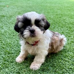 AKC- Ace - Black gold and white male Shih Tzu puppy in Henderson, Nevada from SHIH TZU HOUSE